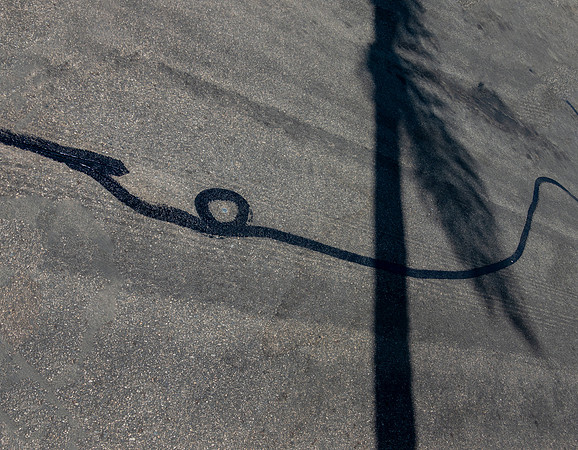 THE PALM TREE POINTS