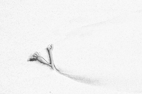 SEAWEED