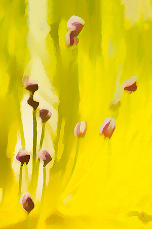 TULIP DREAMS