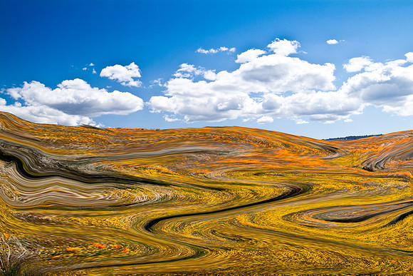 SURREALISTIC POPPY FIELDS