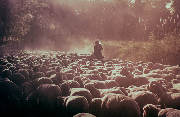 SHEEPHEARDER ON DUSTY ROAD - FRANCE