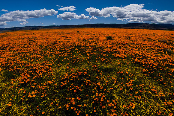 POPPY FIELDS