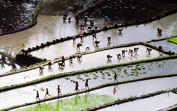 PLANTING RICE TERRACE