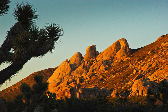DESERT MORNING