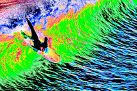 ON A NEON WAVE