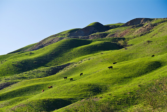 COWS ON HILL PIRU
