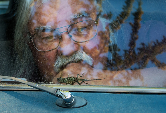 WISKES AND THE LIZARD