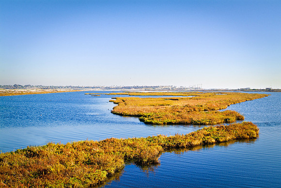 DSCF 9110 Bolsa Chica Ecological Reserve, CA
