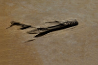 AIRCRAFT